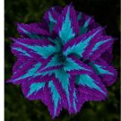Heirloom Coleus Seeds Mix Color Flower Plant 25 Seeds