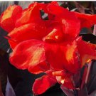 Red Velvet Canna Lily seeds. Organic. USA Seeds 50 Seeds