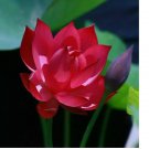 Red Lotus  Nelumbo nucifera Flowering Hardy Tropical Seed USA 5 Seeds