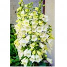 Alba Foxglove Seeds Digitalis Dalmatian cream Flower Dwarf Beauty Seeds Hei 6000 Seeds