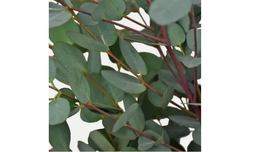 Baby Blue Eucalyptus Seeds Tree Flower Perennial Flowers Seed US SELLER 50 Seeds