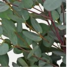Baby Blue Eucalyptus Seeds Tree Flower Perennial Flowers Seed US SELLER 50 Seeds Baby Blue Eucalyptus Seeds Tree Flower Perennial Flowers Seed US SELLER 50 Seeds