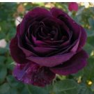 Dark Purple Rose  Flower Perennial Flowers Seed 10 Seeds