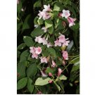 200 Seeds Old Fashioned Weigela - Florida Bush Shrub -Flower Seeds -