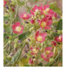 100 Seeds Desert Globemallow ( Sphaeralcea ambigu ) Flower Seeds