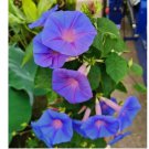 100+ Heavenly Blue Star Morning Glory Seeds Climbing Vine Flower Fence Garden USA