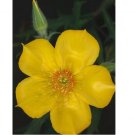 200+Yellow Blazing Star Flower Seeds Evening Star Desert Native Wildflower USA