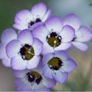 2000+Bird’s eye flower seeds Desert Loving Wildflowers Seeds Lavender Blooms USA