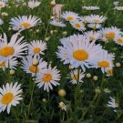 500+ Alaska Shasta Daisy Seeds Hardy Perennial Garden Flowers USA