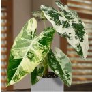 Alocasia ‘Variegated Frydek house plant garden flowers 15 Seeds