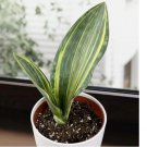 Seeds Whale’s Fin Sansevieria house plant garden flowers 15 Seeds