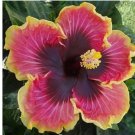 Seeds Hibiscus ‘Bright Hope house plant garden flowers 15+ Seeds