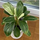 Seeds Philodendron ‘White Measure house plant garden flowers 15 Seeds