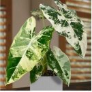 Alocasia ‘Variegated Frydek house plant garden flowers 15 Seeds