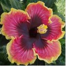 Hibiscus ‘Bright Hope house plant garden flowers 15 Seeds