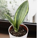Seeds Whale’s Fin Sansevieria house plant garden flowers 15 Seeds