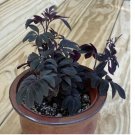 Solanum uleanum house plant garden flowers 15 Seeds