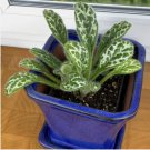Seeds Primulina dryas house plant garden flowers 15 Seeds