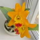 Seeds Orchid Netrasiri Starbright house plant garden flowers 15 Seeds