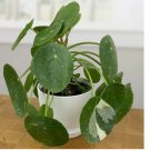 Seeds Chinese Money Plant house plant garden flowers 15 Seeds