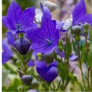 Blue Balloon Flower Seeds. USA Seeds. Organic 500 Seeds