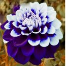 25 Purple Royal Dahlia Flowers Seeds AUTHENTIC