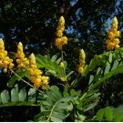 Candlestick Cassia Senna Alata Flowering Plant - 75 Seeds Packet