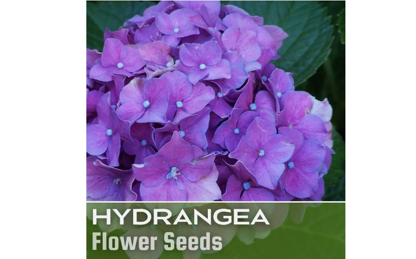 Deep Purple Hydrangea Seeds 85  Seeds Flower, Flower Seeds, Non GMO