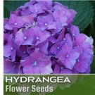 Deep Purple Hydrangea Seeds 85  Seeds Flower, Flower Seeds, Non GMO