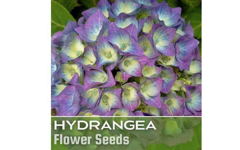 Bloomwonder Hydrangea Seeds 85 Seeds Flower, Flower Seeds, Non GMO