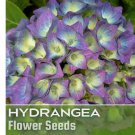Bloomwonder Hydrangea Seeds 85 Seeds Flower, Flower Seeds, Non GMO