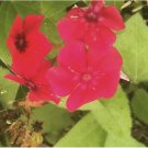Red Scarlet Phlox Drummondii Flower 1000 Seeds