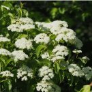 Viburnum dentatum Arrowwood Viburnum Flowering Shrub 50 Seeds