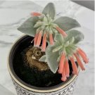 Brazilian Edelweiss house plant garden flowers 15 Seeds