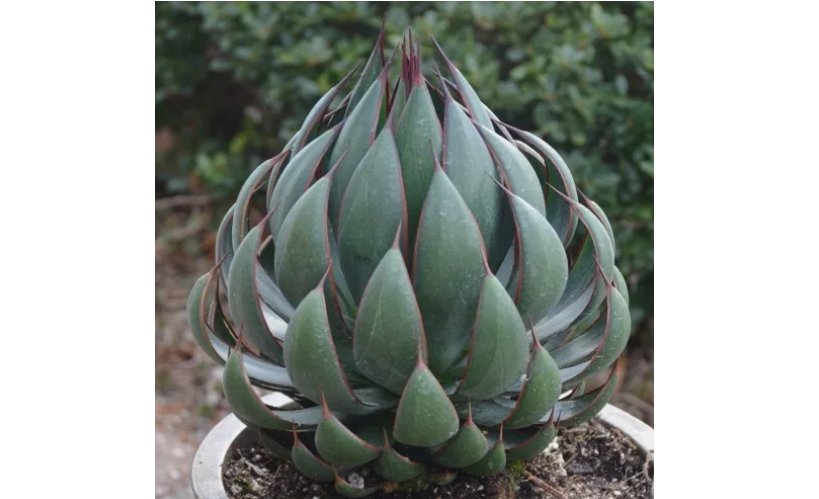 Mangave &acirc;��Praying Hands house plant garden flowers 15 Seeds