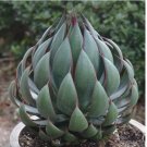 Mangave ‘Praying Hands house plant garden flowers 15 Seeds