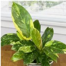 Philodendron ‘Green Congo house plant garden flowers 15 Seeds