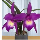 Divine Phoenix house plant garden flowers 15 Seeds