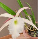 Orchid Springwater house plant garden flowers 15 Seeds