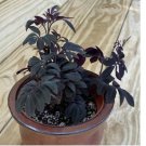 Solanum uleanum house plant garden flowers 15 Seeds