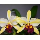 Orchid Fu Shu Glory house plant garden flowers 15 Seeds