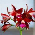 Orchid Sagarik Wax house plant garden flowers 15 Seeds