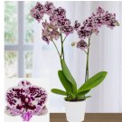 Phalaenopsis Orchid house plant garden flowers 15 Seeds