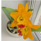 Orchid Netrasiri Starbright house plant garden flowers 15 Seeds