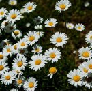 Alaska Shasta Daisy 500 Seeds Hardy Perennial Garden Flowers USA