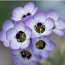 Bird’s eye flower 1000 seeds Desert Loving Wildflowers Seeds Lavender Blooms USA