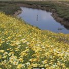 GARLAND DAISY FLOWERS FRESH SEEDS  1000 Seeds