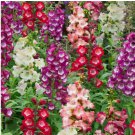 Penstemon Native 850 Seeds, Digitalis Husker Red - Hartwegii Sensation Flower
