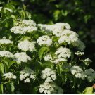 Viburnum dentatum Arrowwood Viburnum Flowering Shrub Seeds 50 Seeds