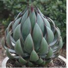 15 Seeds Mangave ‘Praying Hands house plant garden flowers